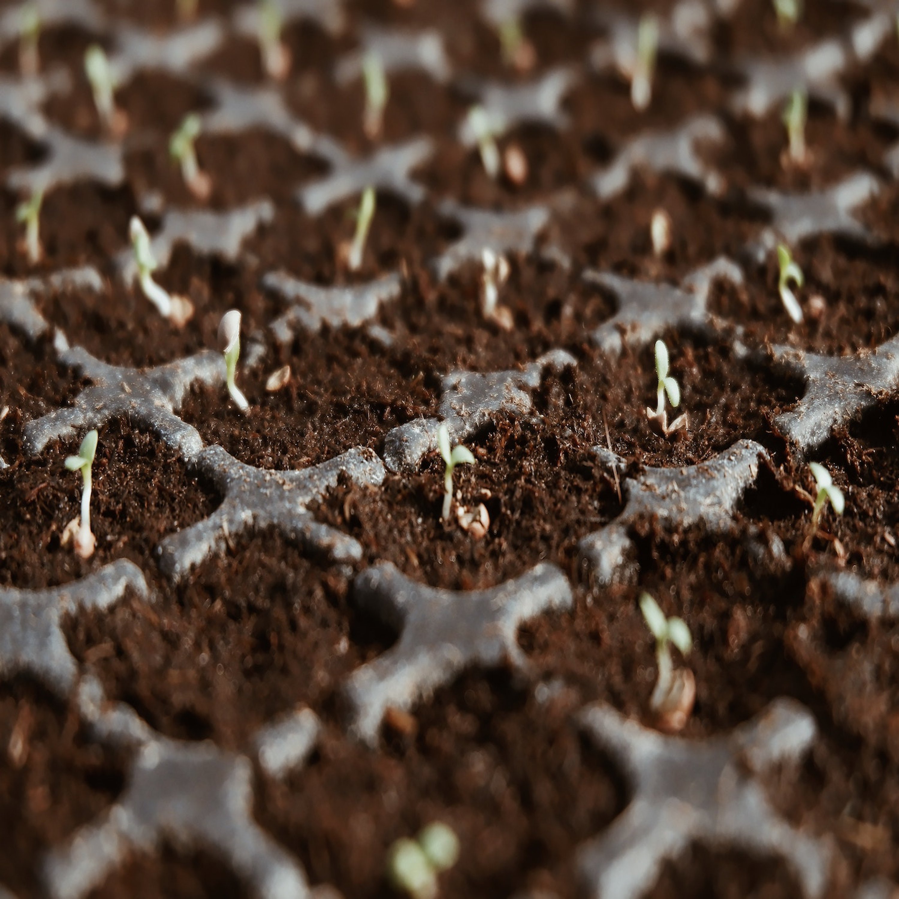 Parable of the Soils: All About God - Mark 4:1-20 episode artwork
