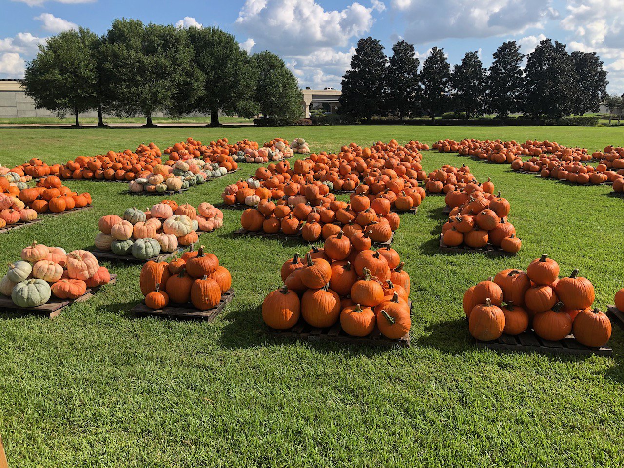 Piles of Pumpkins