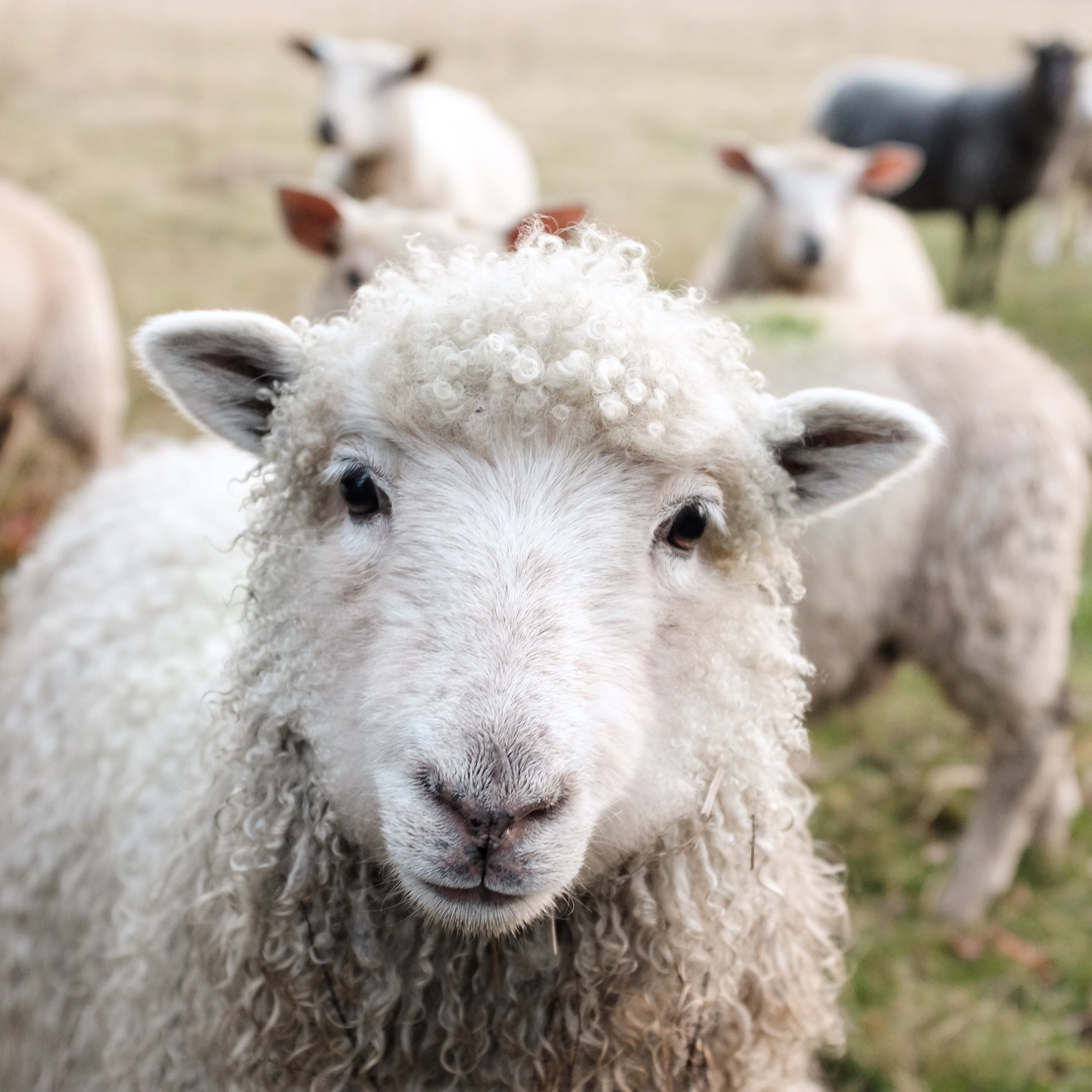 When the Good Shepherd Becomes My Shepherd episode artwork